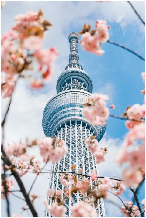 A vibrant view of Tokyo Skytree surrounded by blos