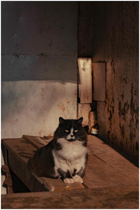 A moody black and white cat sitting on an old wood