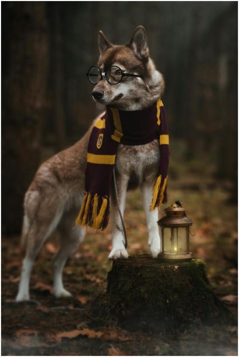 Wolf Glasses Scarf Lantern