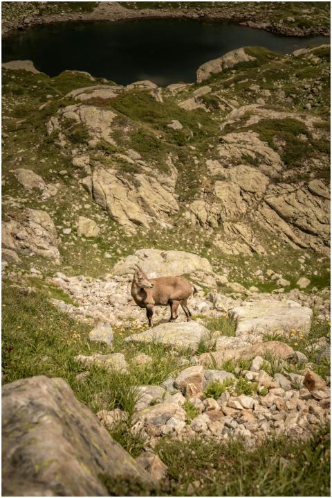 Alpine Ibex in rocky terrain of Chamonix, France d