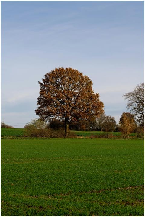 A solitary oak tree stands in a lush green field u