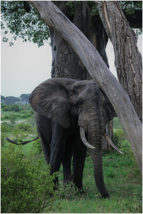 A majestic African elephant stands in lush Arusha,