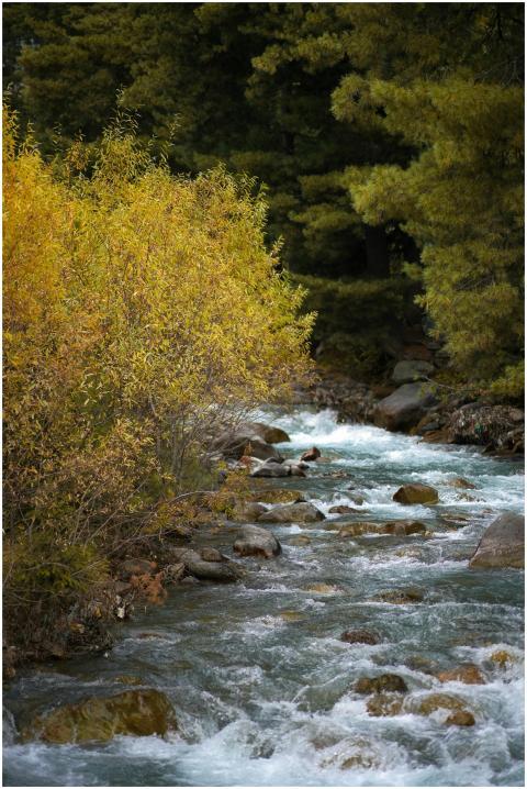 Tranquil Forest Stream Autumn