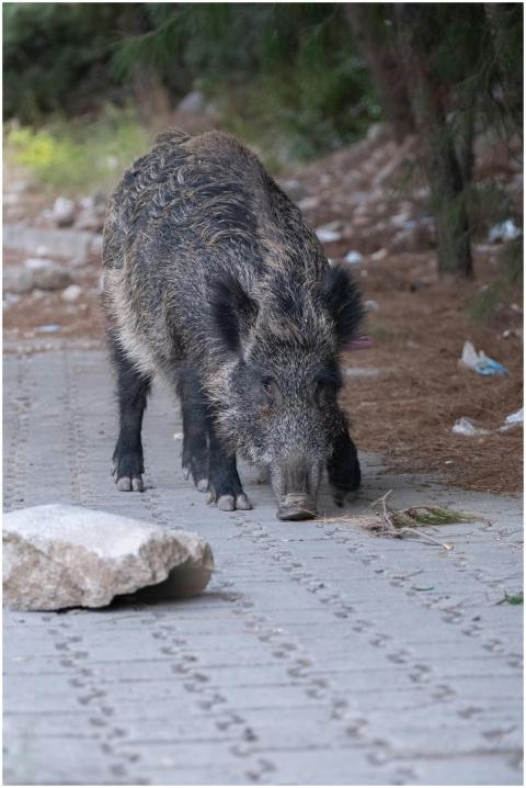 A wild boar explores a forest pathway, sniffing an