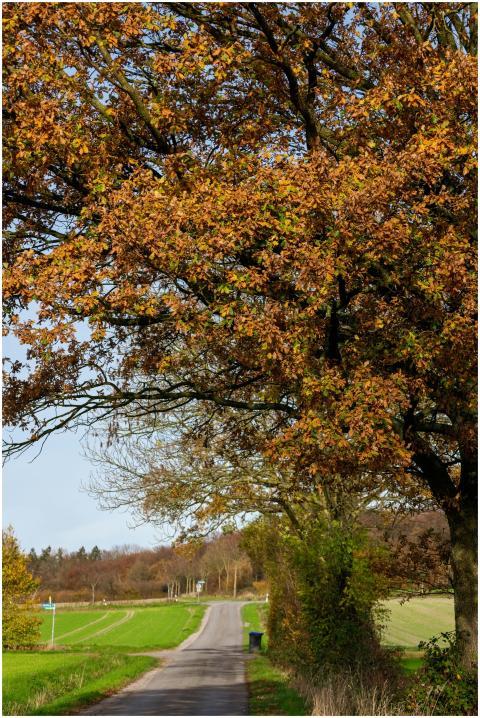 A picturesque rural road framed by vibrant autumn