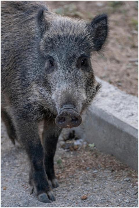 Close-up portrait of a wild boar standing outdoors