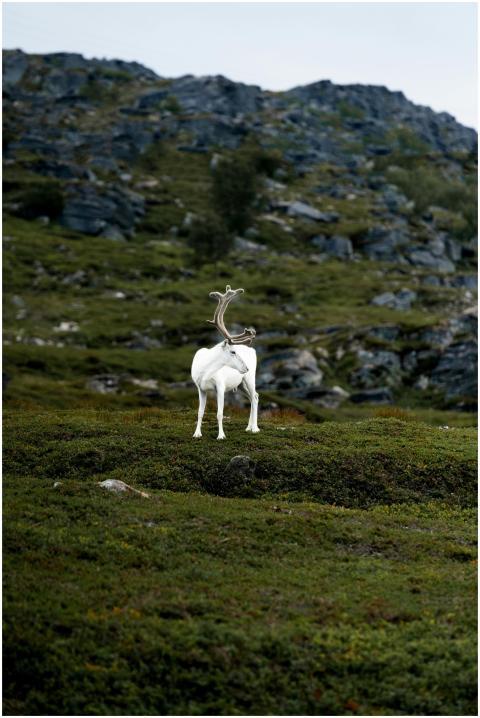 A majestic white reindeer stands amidst rocky hill