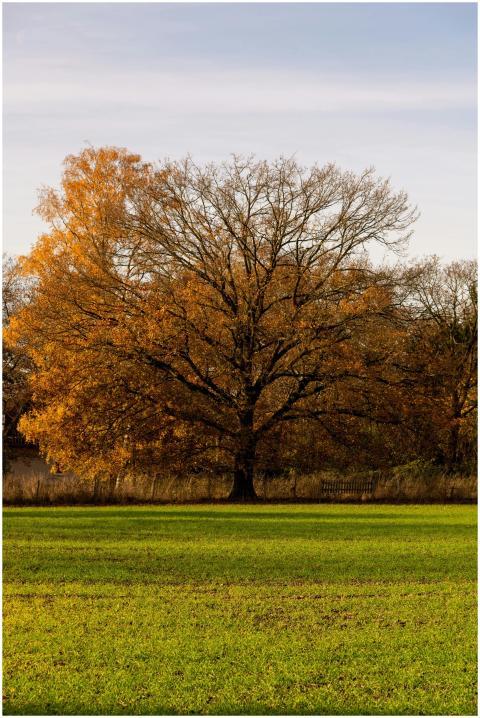 A captivating oak tree with golden fall foliage in