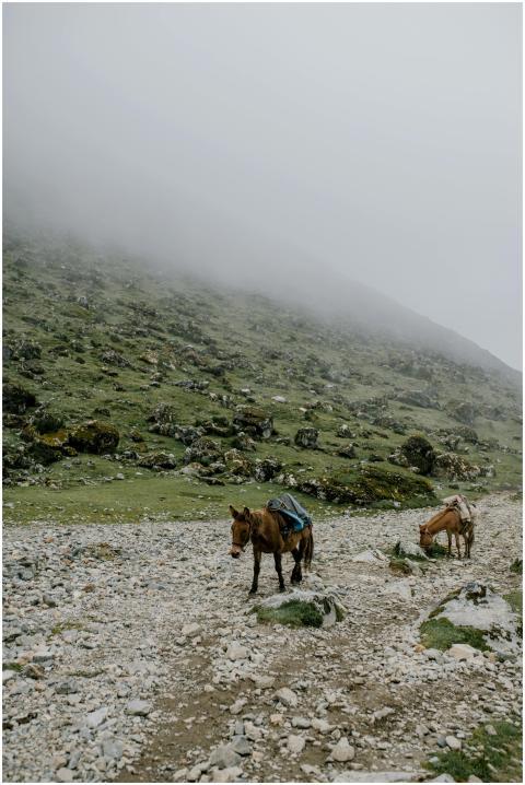 Serene scene of horses wandering through foggy And