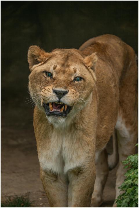 Close-up of a fierce lioness showcasing her powerf