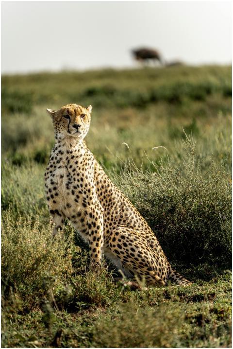 A majestic cheetah sits calmly in the African sava