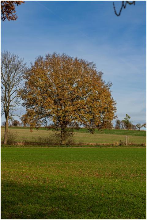 A large oak tree with autumn foliage in a serene c