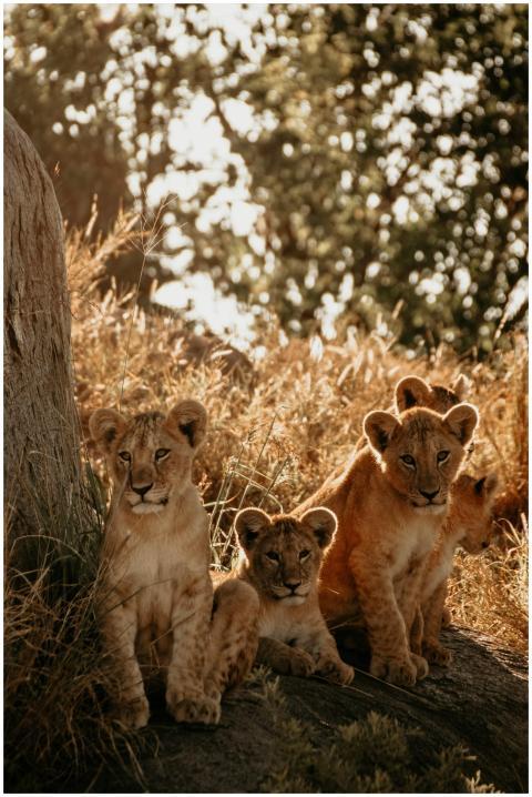 Adorable young lion cubs resting in the sunlit Afr
