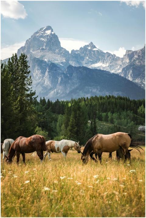 A serene scene of horses grazing with Grand Teton