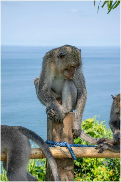 Balinese Monkeys Overlooking Ocean