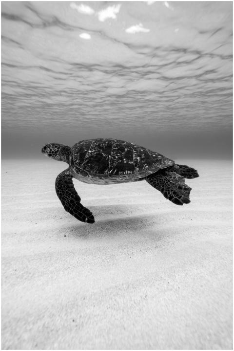 Striking black and white photo of a sea turtle swi