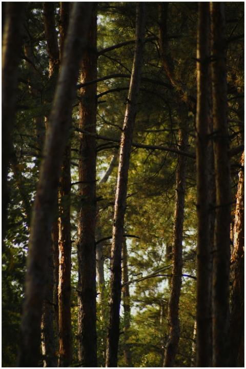 Tranquil forest scene in Kryvyi Rih, Ukraine, feat