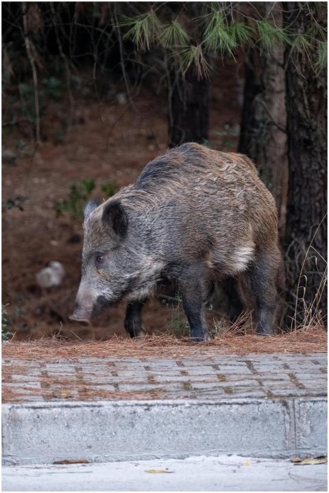 Close-up of a wild boar walking along a forested p