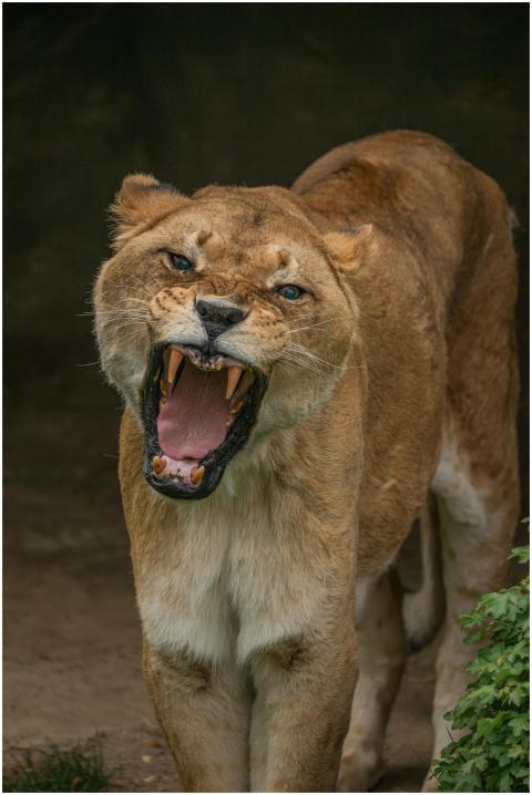 Close-up of a roaring lioness displaying its fierc
