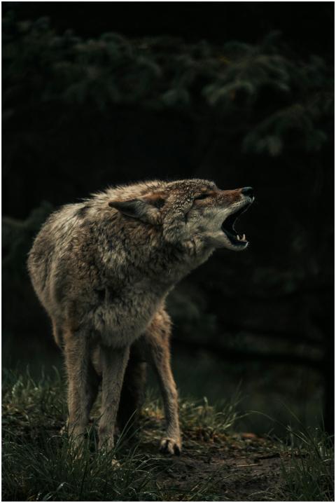 A captivating image of a lone wolf howling in the
