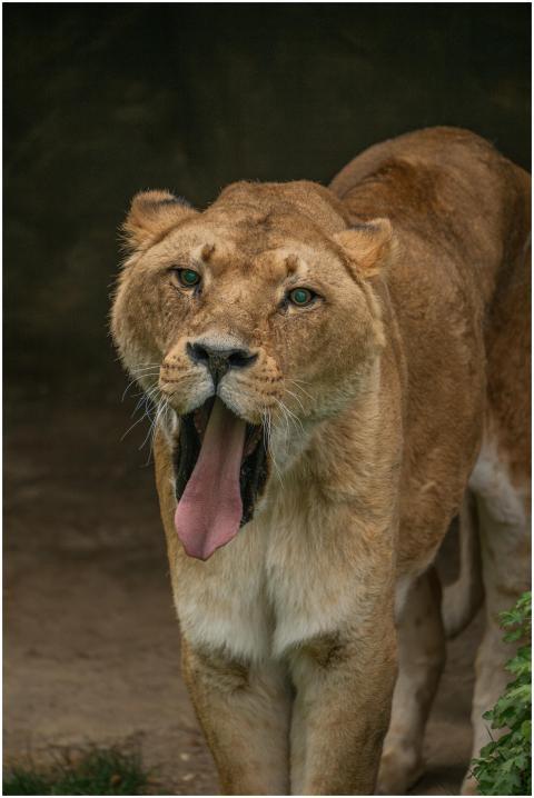Close-up of a lioness yawning, showcasing her powe