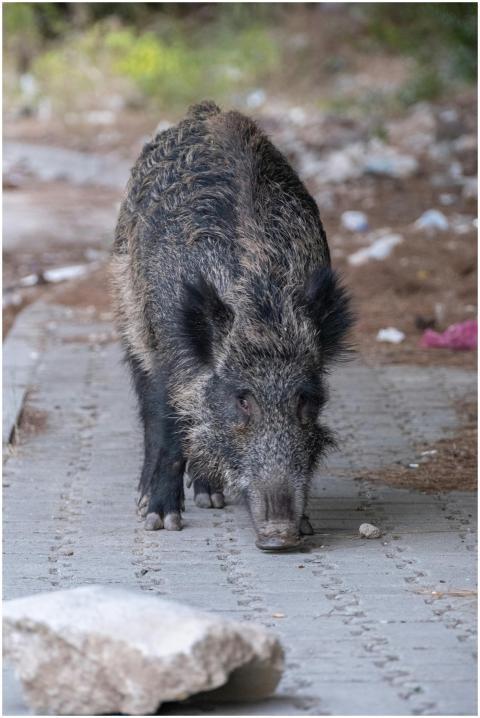 A wild boar strolling along a paved pathway in an