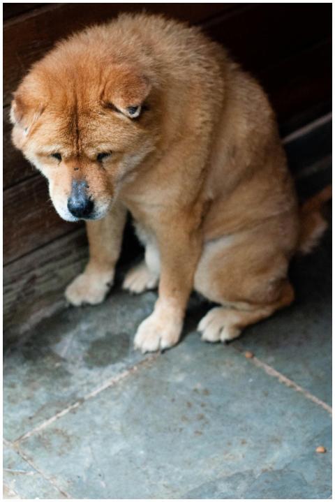 A lonely rescued dog is sitting on a stone floor,