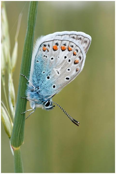Macro image of a vibrant common blue butterfly (Po