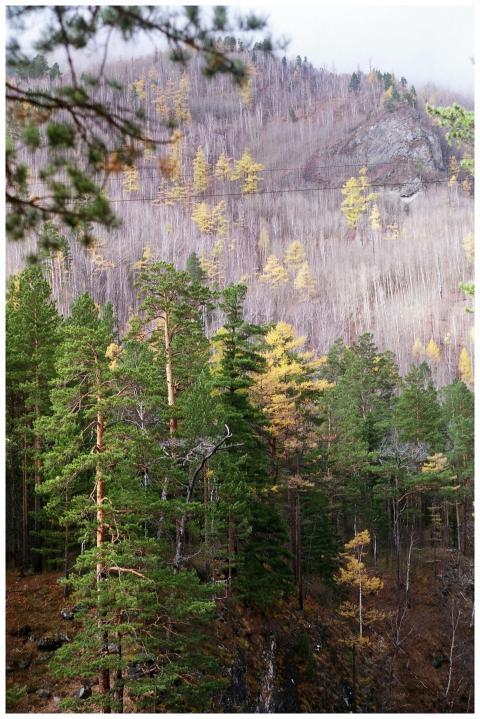 Beautiful forest and mountain scenery in Arshan, B