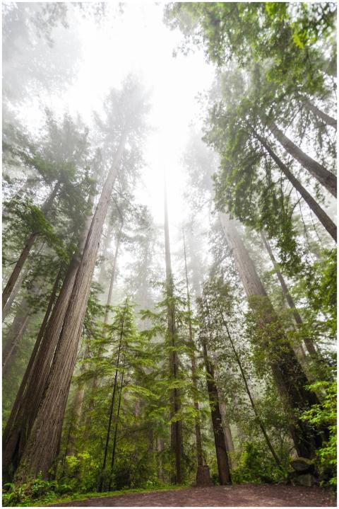 Tall redwood trees shrouded in mist, creating a se