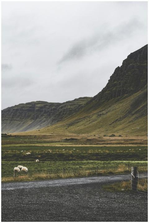 Peaceful rural landscape featuring sheep grazing a