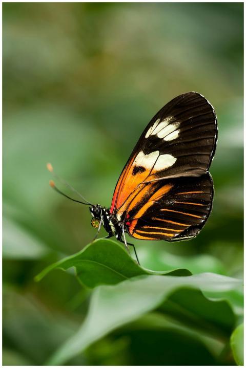 Close-up of a Heliconius butterfly with vibrant wi