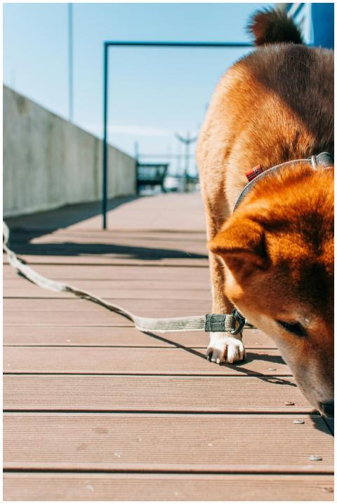 Shiba Inu dog sniffing a boardwalk on a clear sunn