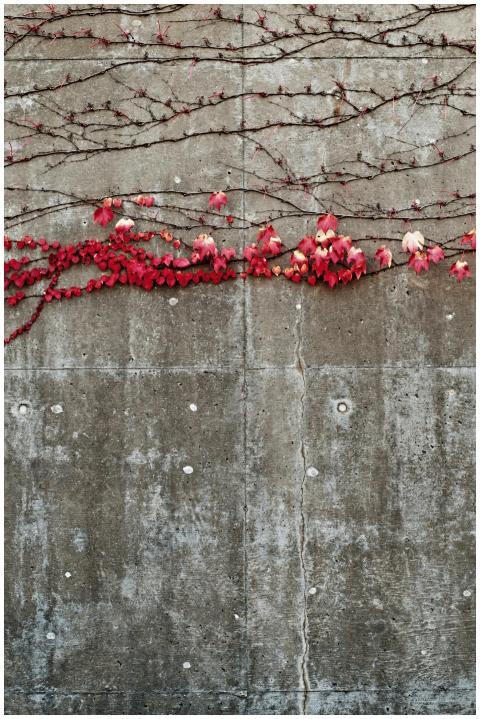 Bright red ivy climbs a textured concrete wall, sh