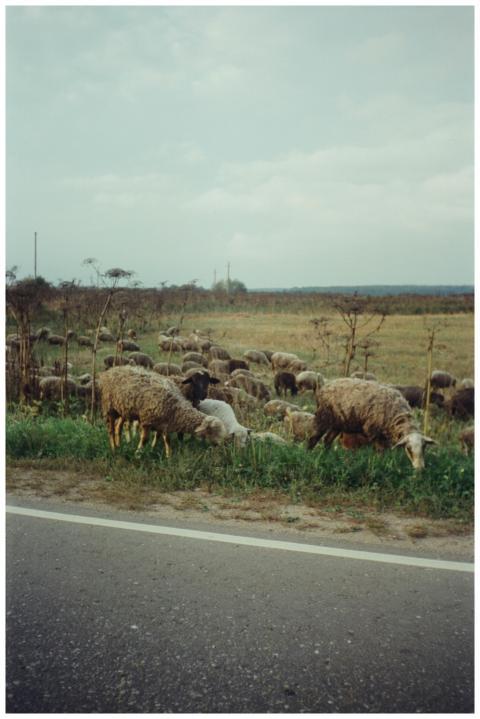 Flock of sheep grazing in a scenic countryside fie