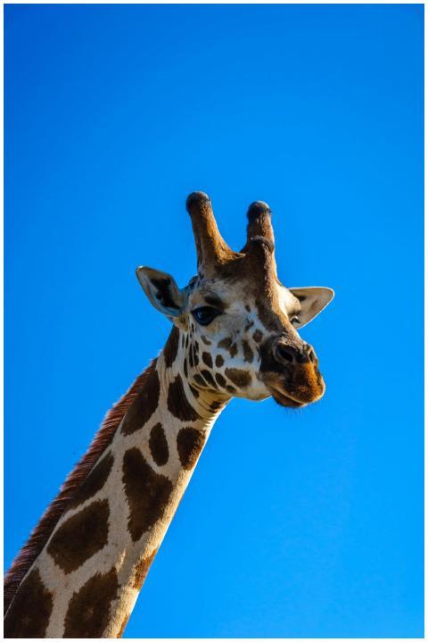 A majestic giraffe gazes forward under a clear blu