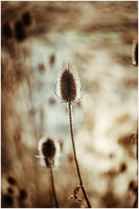Captivating close-up of a dried teasel flower in a