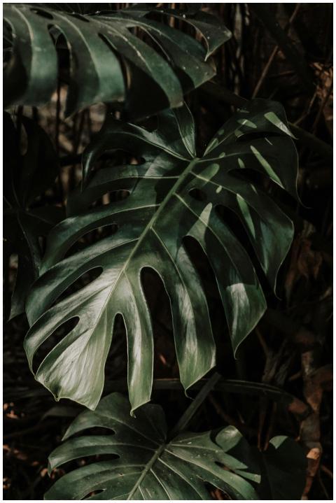 A close-up shot of lush Monstera leaves with drama