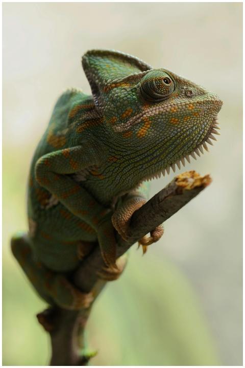 Detailed image of a colorful chameleon perched on