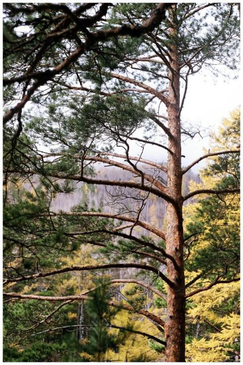 Tall pine tree with branches in Arshan, Buryatia,
