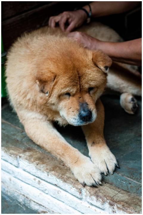 A Chow Chow dog receiving gentle care indoors, sho