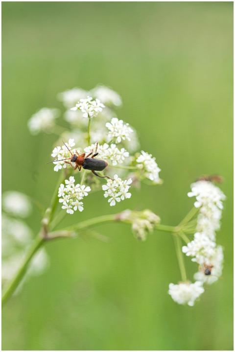 Macro shot of a soldier beetle perched on delicate