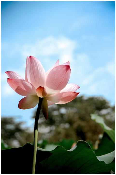 A beautiful pink lotus flower captured against a v