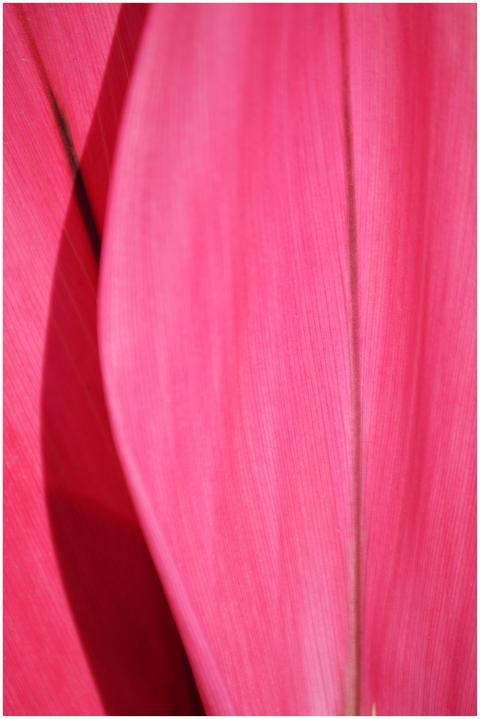 Close-up of a vivid pink tropical leaf, creating a