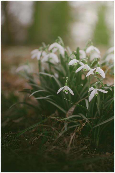 Close-up of snowdrops flowering outdoors, capturin