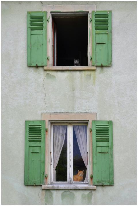 Two cats sitting in windows of a Swiss building wi