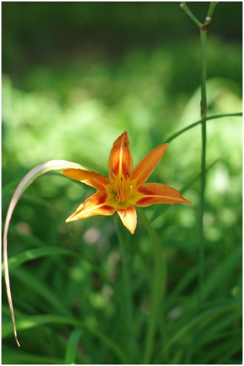 Close-up of a vibrant orange daylily (Hemerocallis