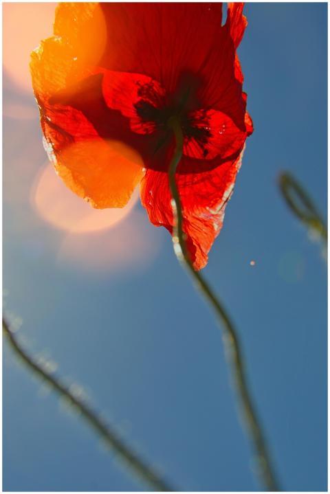 Close-up of a vibrant red poppy against a blue sky
