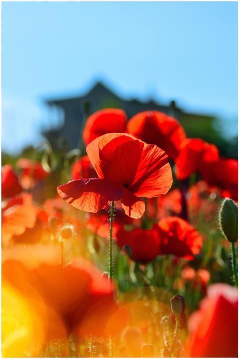 A vibrant field of red poppies blooming vividly un
