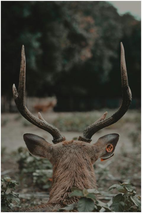 Back view of a deer with antlers in a natural wood